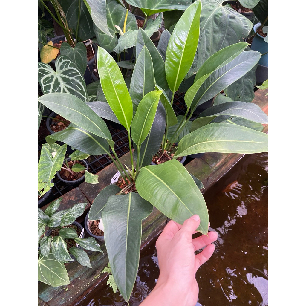 ต้นหน้าวัวใบศรทอง (Anthurium willdenowii) ไม้ประดับ หายาก ต้นศรทอง ต้นหน้าวัวใบ แอนโทเรี่ยม