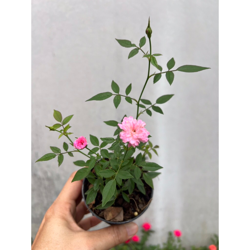 กุหลาบยี่สุ่นดอกสีชมพู บานสวย