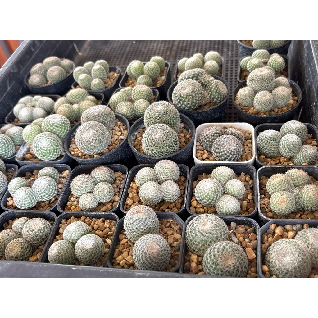 แมมนกฮูก ฟอร์มกอ 🦉🦉(Mammillaria microthele )  ไม้เมล็ด ปาดยอด
