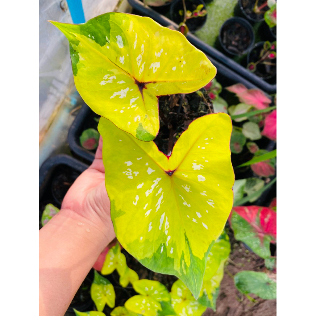 บับเบิลบี บอยสีป้ายเหลืองสวย ต้นแข็งแรงรากเดินดี จัดส่งกระถาง4“ ทักแชทเพิ่มเติมได้ค่ะ