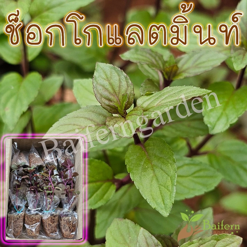 ต้นกล้าช็อกโกแลตมิ้นท์ (Chocolate mint) สมุนไพรฝรั่ง เลี้ยงง่ายโตไว