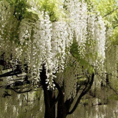 3 เมล็ด White Wisteria วิสทีเรีย ดอกฟูจิ Wisteria Seeds