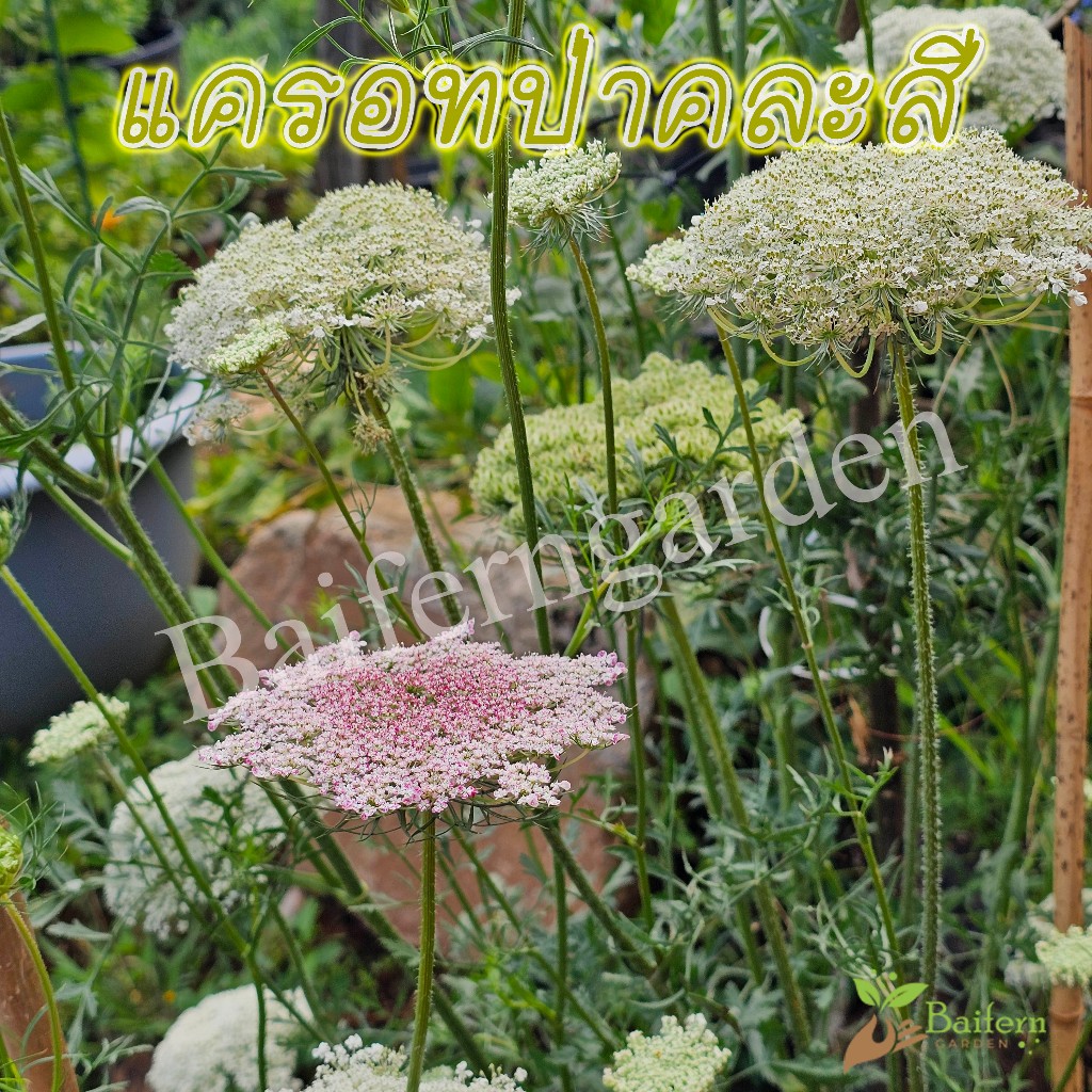 ต้นกล้าดอกแครอทป่าคละสี (Daucus carota) ดอกไม้กินได้ สวยงามเลี้ยงง่าย