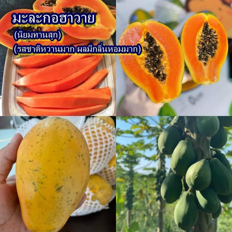 30 เมล็ด เมล็ดมะละกอฮาวาย (ปลูกง่าย นิยมทานสุก รสชาติหวานมาก ผลมีกลิ่นหอมมาก ผลขนาดกลาง น้ำหนักผล 200-600 กรัมต่อผล)