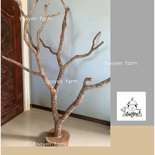 คอนนกไม้แท้ธรรมชาติพร้อมฐานสำหรับให้น้องนกยืนเกาะ(120,150,180cm.)(กรุณากดสั่ง1ชิ้นต่อ1คำสั่งซื้อ)