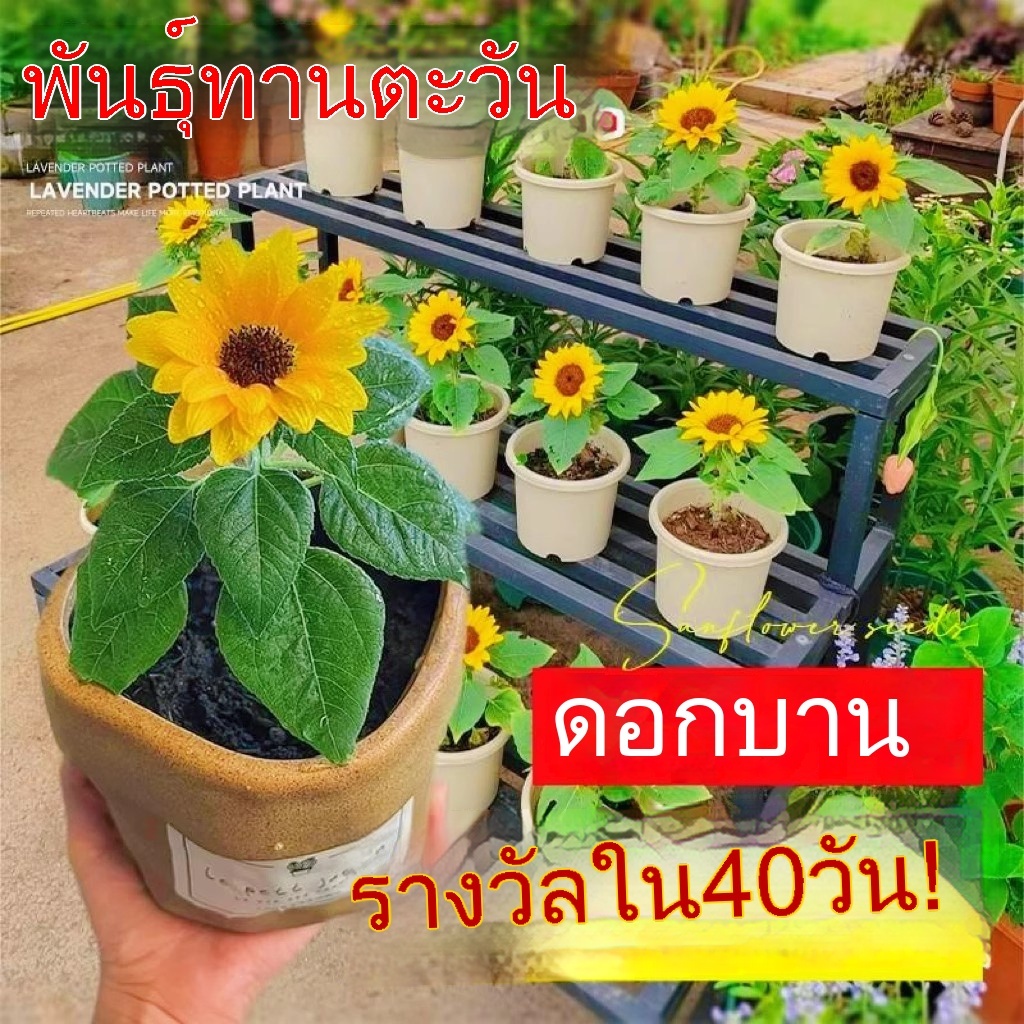 เมล็ดพันธุ์ ทานตะวันแคระ 50เมล็ด (Dwarf sunflower 50 seed)