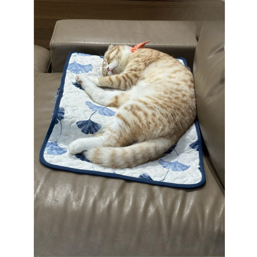 🎀 พรมนอนเล่นน้องหมา–น้องแมว ขนาด 40×60cm 🎀
