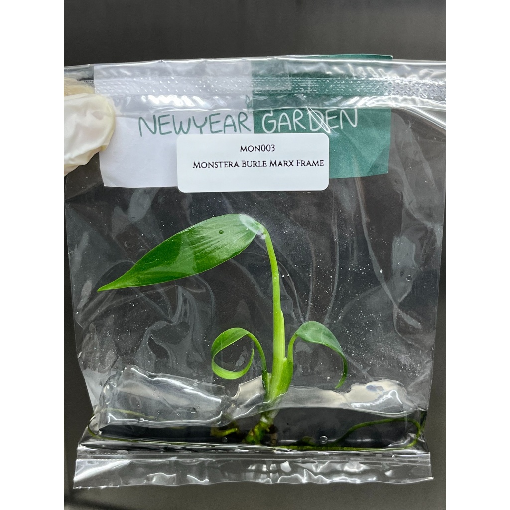 ไม้เนื้อเยื่อ: มอนกระดูก: Monstera Burle Marx Frame Tissue Culture (1 plant/bag)