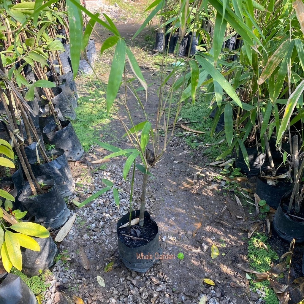 ไผ่ข้าวหลาม ต้นไผ่ ไผ่ข้าวหลามกาบแดง (Cephalostachyum Pergracile) ไผ่ปล้องยาวนิยมใช้ทำข้าวหลาม (รับประกันสินค้า)