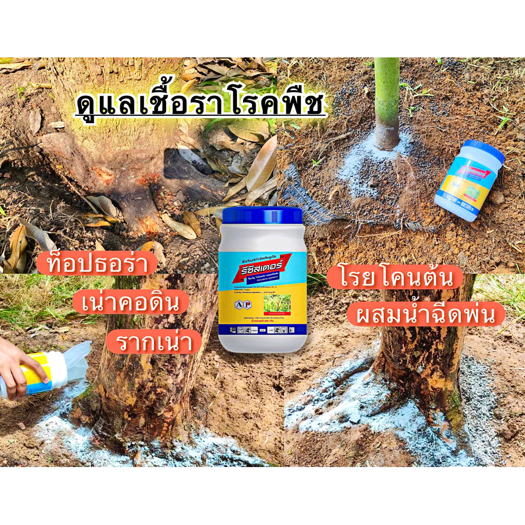รีซิสเตอร์ ไตรโคเดอร์ม่า ป้องกันเชื้อรา