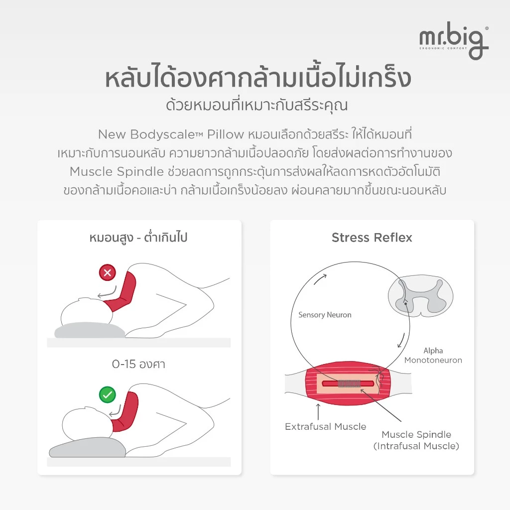 mr.big BodyScale Pillow หมอนหนุน Ergonomic เลือกตามน้ำหนัก/ส่วนสูง/ท่านอน ออกแบบโดยนักกายภาพบำบัดโดยข้อมูลจากสรีระคนไทย thumbnail 9