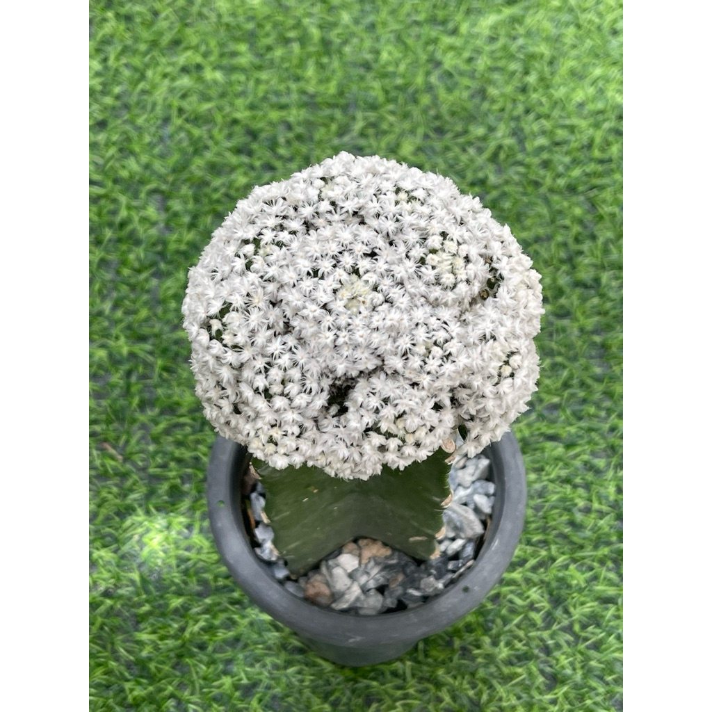 แมมขนนกก้านดำ (ดอกสีขาว) Mammillaria schiedeana kuro hada  ไม้กราฟ cactus กระบองเพชร