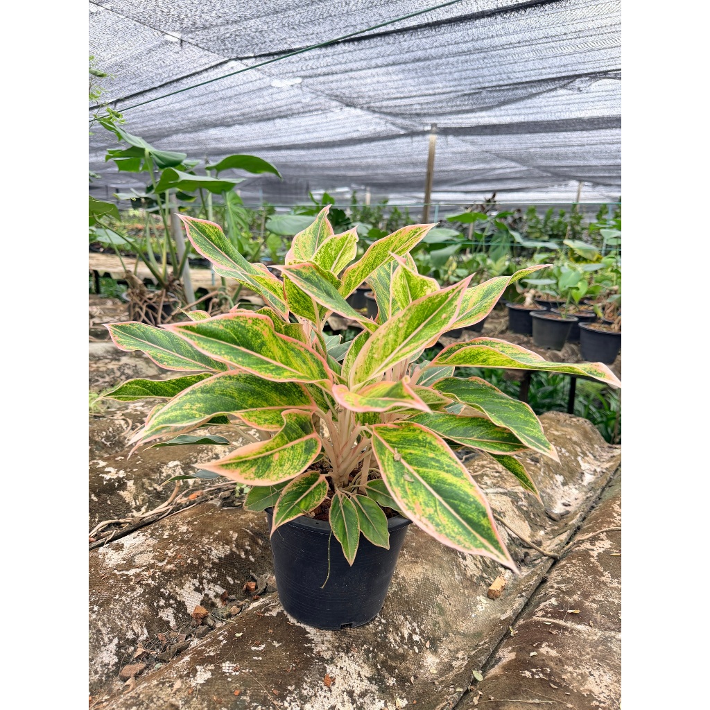 มุมมอง 4