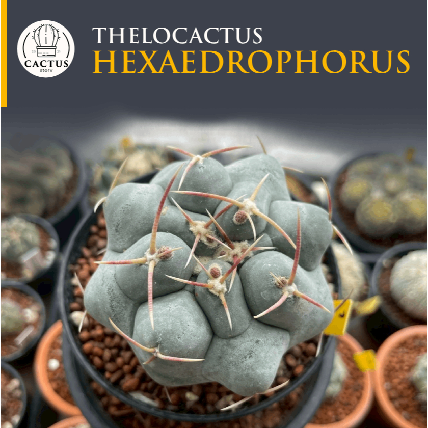 🌸Thelocactus Hexaedrophorus🌸 ไม้เมล็ด ผิวฟ้าๆ