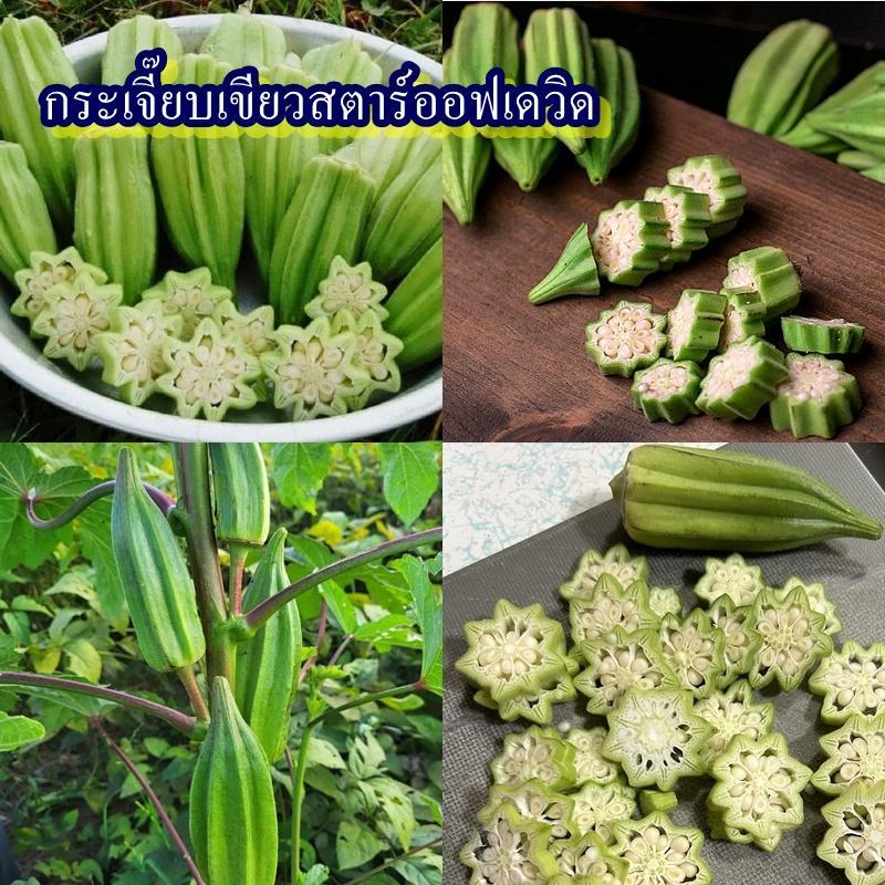 12 เมล็ด เมล็ดกระเจี๊ยบเขียวสตาร์ออฟเดวิด (ปลูกง่าย อัตรางอก 85% ฝักสีเขียว 8 เหลี่ยม อ้วนสั้น เหลี่ยมคมชัด)