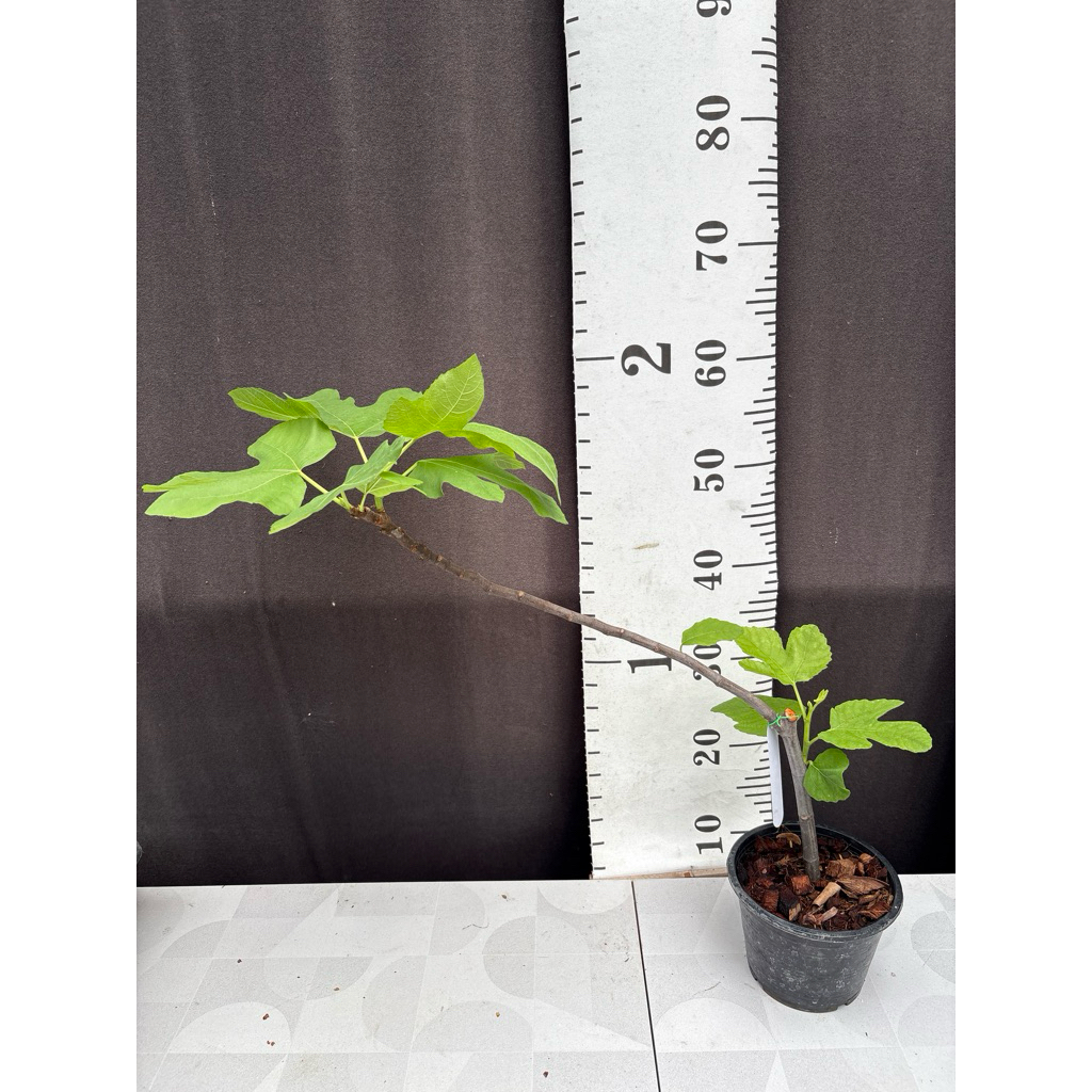 มะเดื่อฝรั่ง Fig พันธุ์ Black LDA ต้นใหญ่