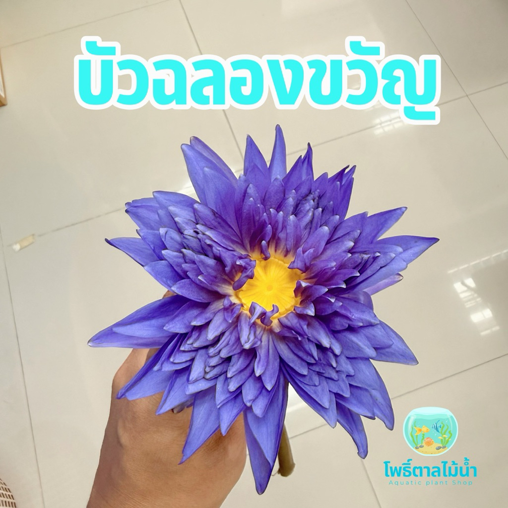 บัวฉลองขวัญ King of Siam ขายเฉพาะเหง้าพร้อมดอก ไม่รวมกระถางและดิน