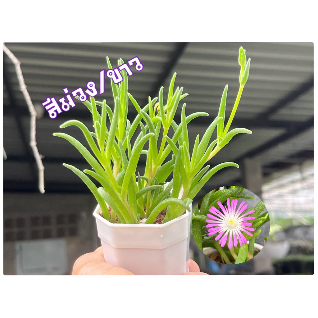 Delosperma Ice Plant (ดอกสีม่วง/ขาว) กุหลาบหิน ไมัอวบนำ้ 2 นิ้ว ราคา ถูกที่สุด ดีลบีเคเค แกลเลอรีภาพที่ 2