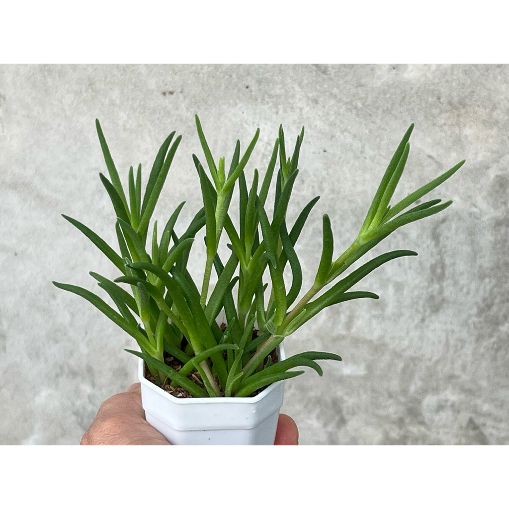 Delosperma Ice Plant (ดอกสีม่วง/ขาว) กุหลาบหิน ไมัอวบนำ้ 2 นิ้ว ราคา ถูกที่สุด ดีลบีเคเค แกลเลอรีภาพที่ 3