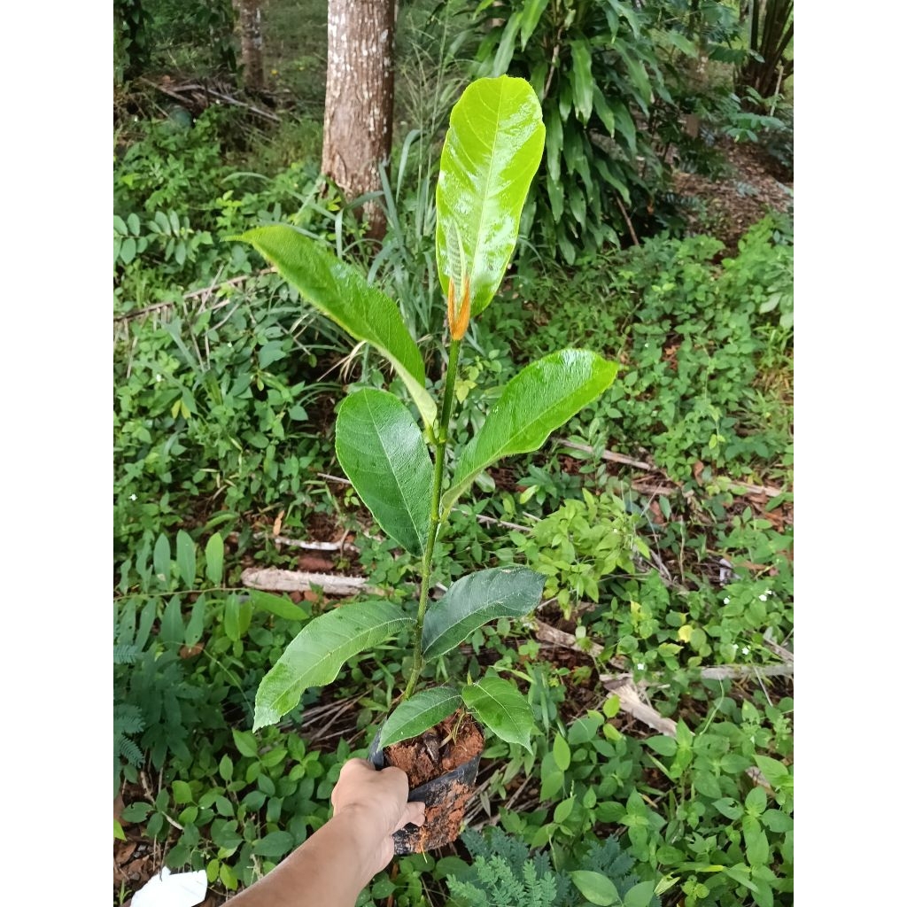 ต้นจำปาดะ🌳 เพาะเมล็ด 🌳