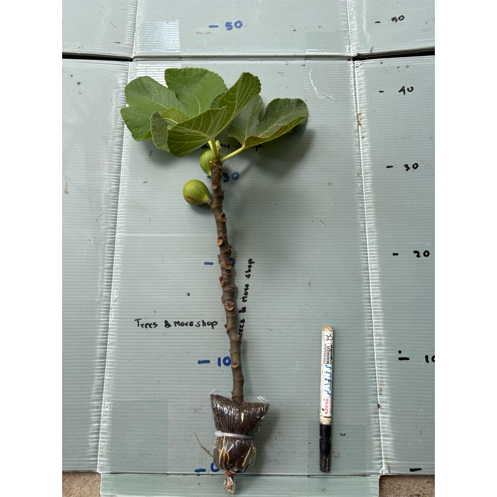 กิ่งตอน มะเดื่อฝรั่ง Fig พันธุ์ I258