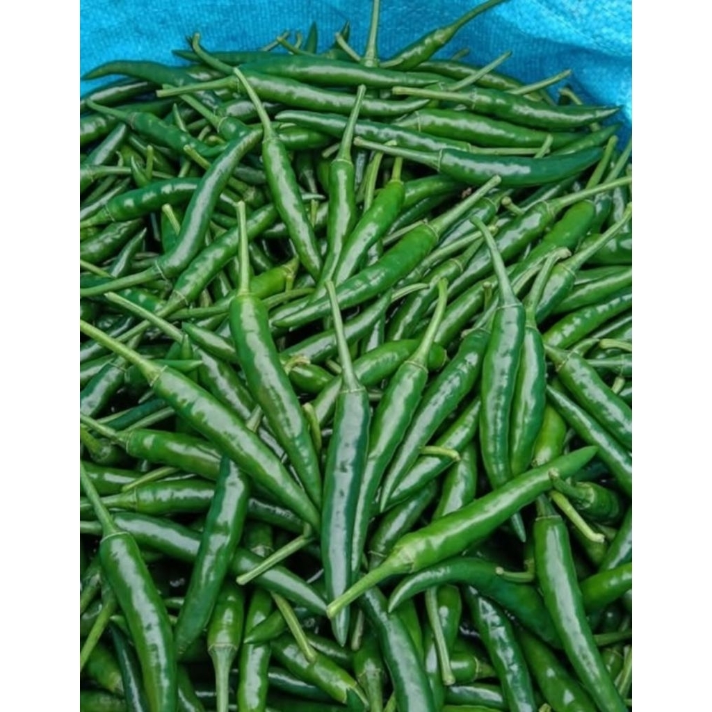 พริกเขียวจินดา (1กก.) เผ็ดมาก ใหม่สด สะอาด เก็บจากสวน