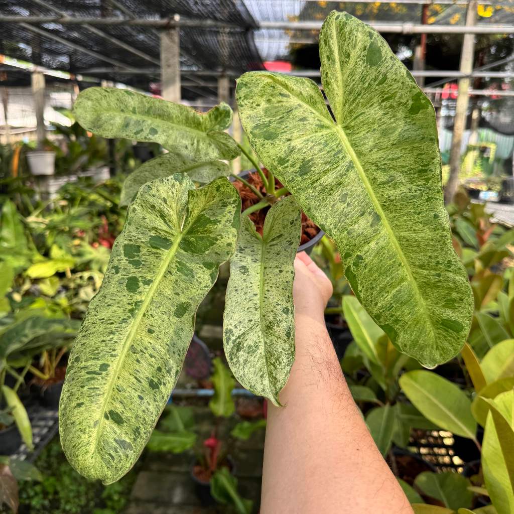 Philodendron Paraiso Verde ฟิโลเดนดรอน พาไรโซ่ ไม้ด่าง