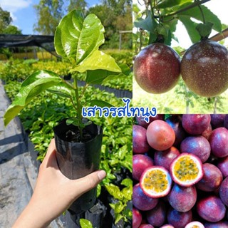 (ชุด 4 ต้น 99.-) ต้นเสาวรสไทนุง ผลสีม่วง รสชาติหวานอมเปรี้ยว…