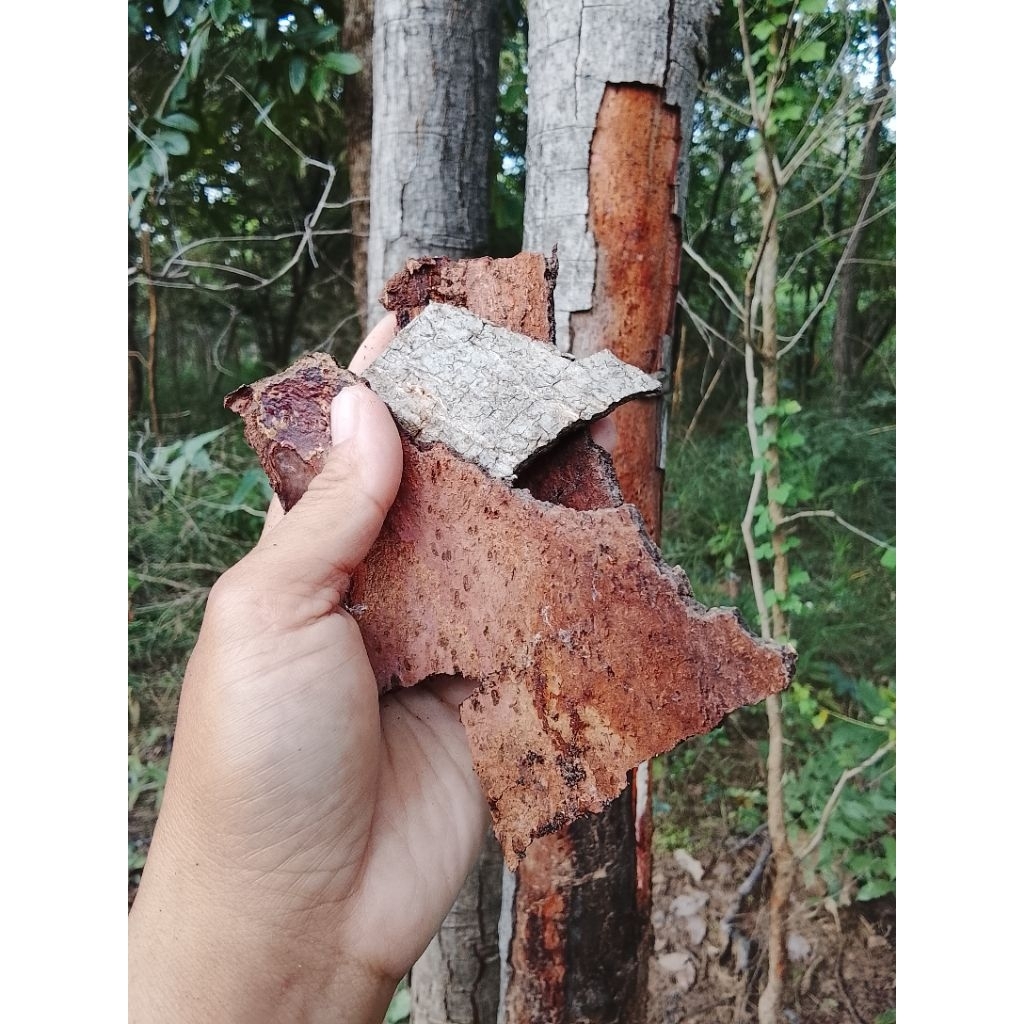 เปลือกพันชาดแห้ง ต้นซาก (เน้นแกะจากต้นสดไม่เอาจากต้นตาย)เน้นเมามาก ไม้มีฤทธิ์เบื่อเมา เปลือกไม้หมักปลากัด ระวังปลาตายได้