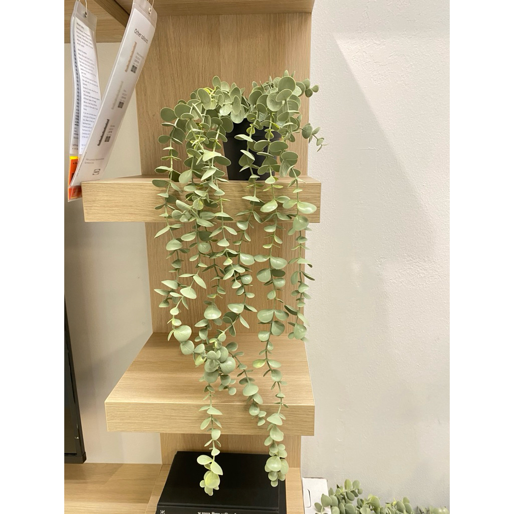 IKEA  FEJKA เฟคก้า ไม้ประดิษฐ์ ในกระถาง9 cm. ,ยูคาลิปตัส,มันดาลา,มอนสเตอรา ไม้ปลอมประดับ ต้นไม้ของขวัญ