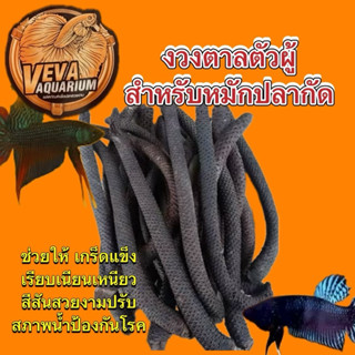 งวงตาลตัวผู้ เหมาะสำหรับใช้หมักปลากัด