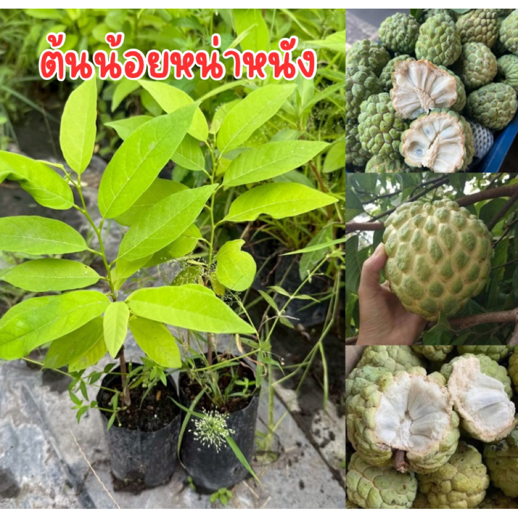 ต้นน้อยหน่าหนังภูพาน พร้อมปลูก ชุด4ต้น80บาท