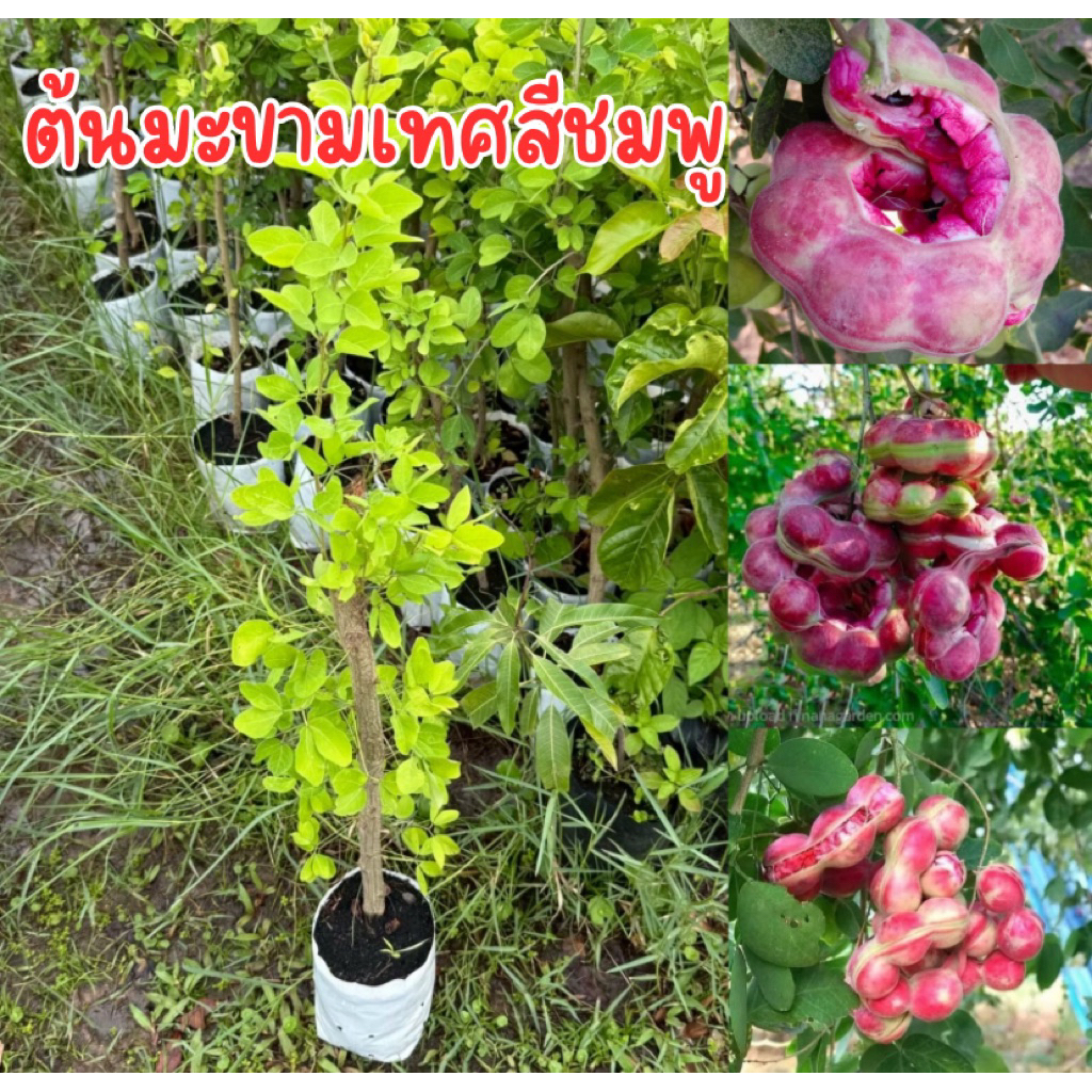ต้นมะขามเทศสีชมพู พร้อมปลูก สูง60-70เซน กิ่งตอนพร้อมส่งพร้อมปลูก