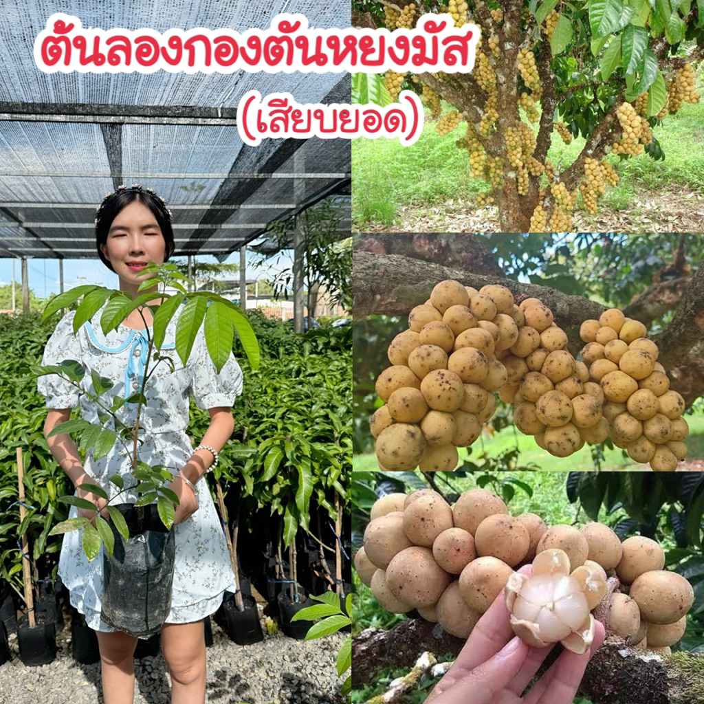 (2ต้น) #ต้นลองกองตันหยงมัส (เสียบยอด) 2ปีติดผล
