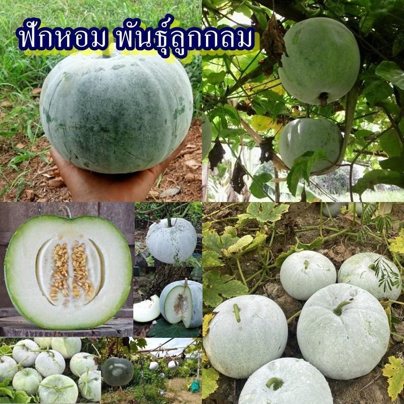 40+ เมล็ด เมล็ดฟักหอม พันธุ์ลูกกลม (ปลูกง่าย อัตรางอก 75% ฟักเขียวที่มีผลทรงกลม ขนาดเส้นผ่านศูนย์กลาง 15-20 ซม.)