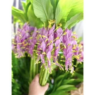 หัวพันธุ์ ดอกเข้าพรรษา สีชมพู 5 เหง้า