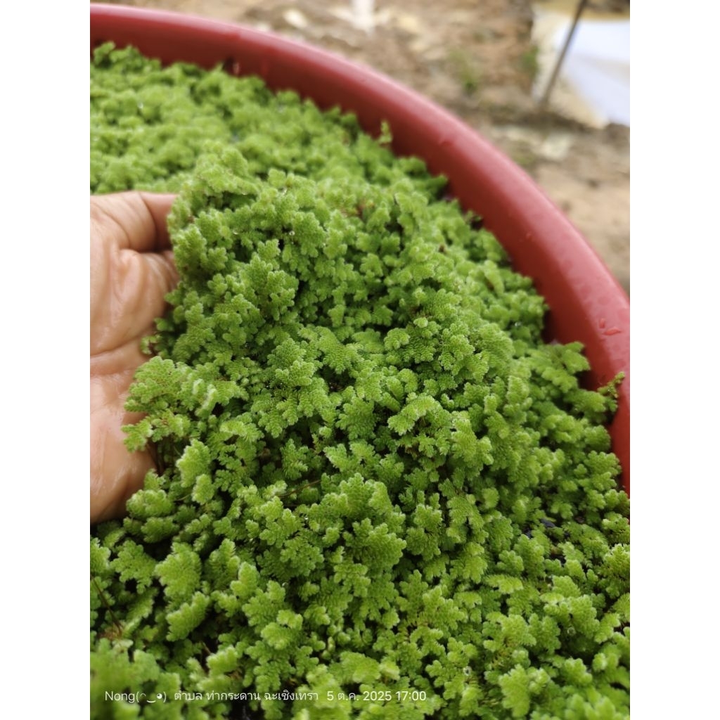 แหนแดงอะซอลล่าไมโครฟิลล่า (Azolla microphylla) 1ก.ก.39 บาท