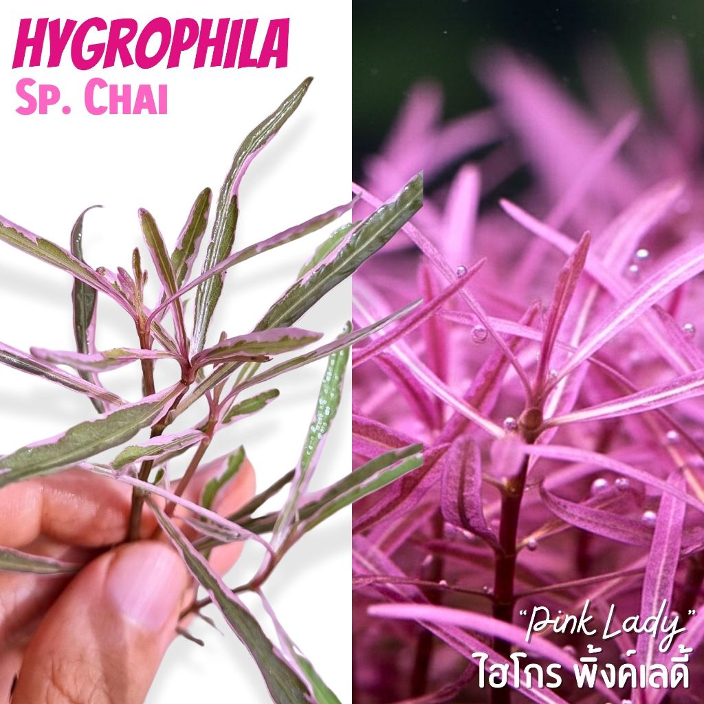 ไฮโกร ไช (พิ้งค์เลดี้) - Hygrophila sp. chai (Pink lady) ต้นไม้น้ำ