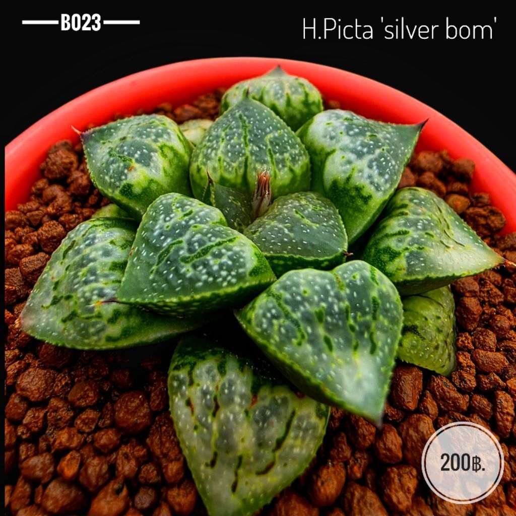 H.picta 'silver bom'. B023