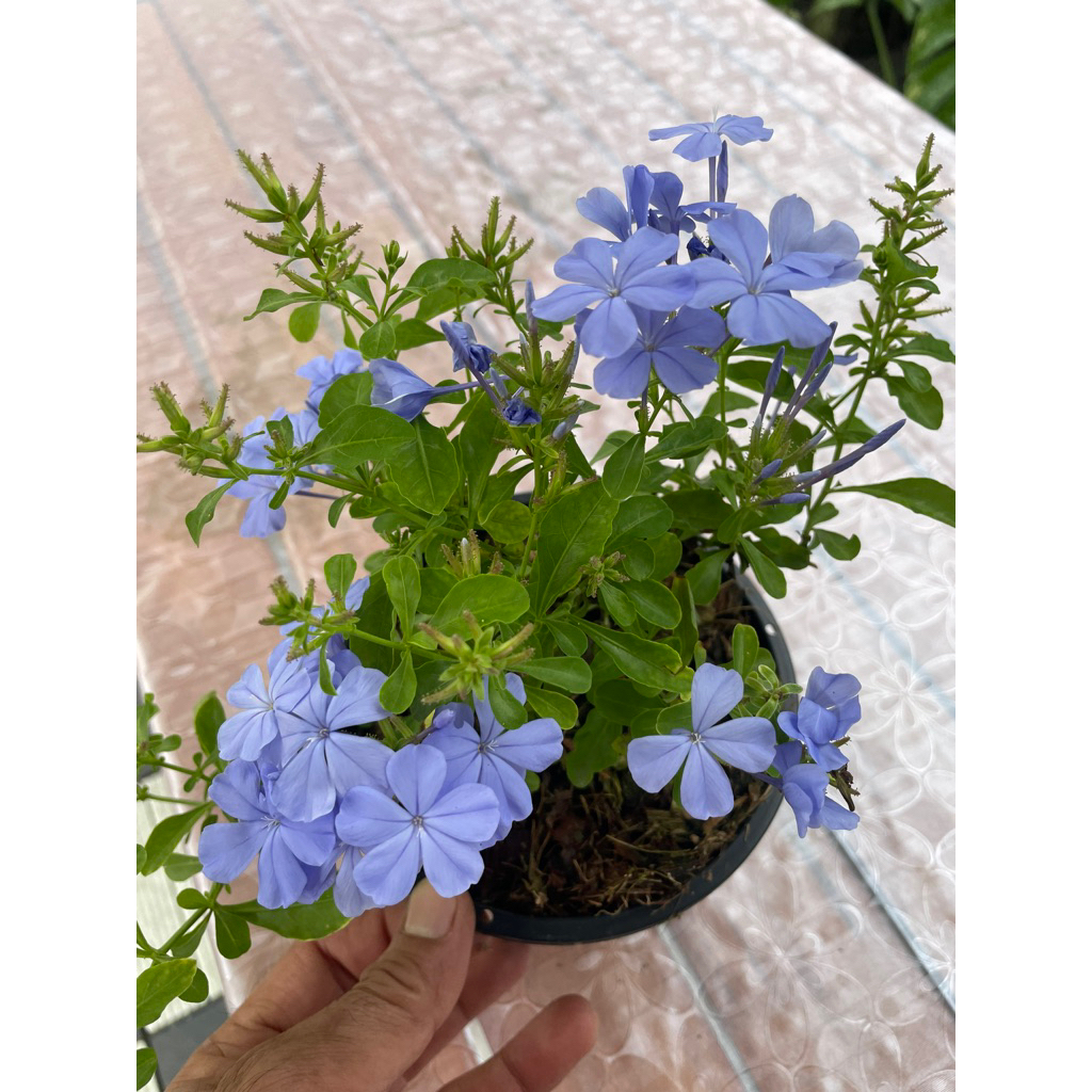 ต้นพยับหมอก ไม้จัดสวน กระถาง6”