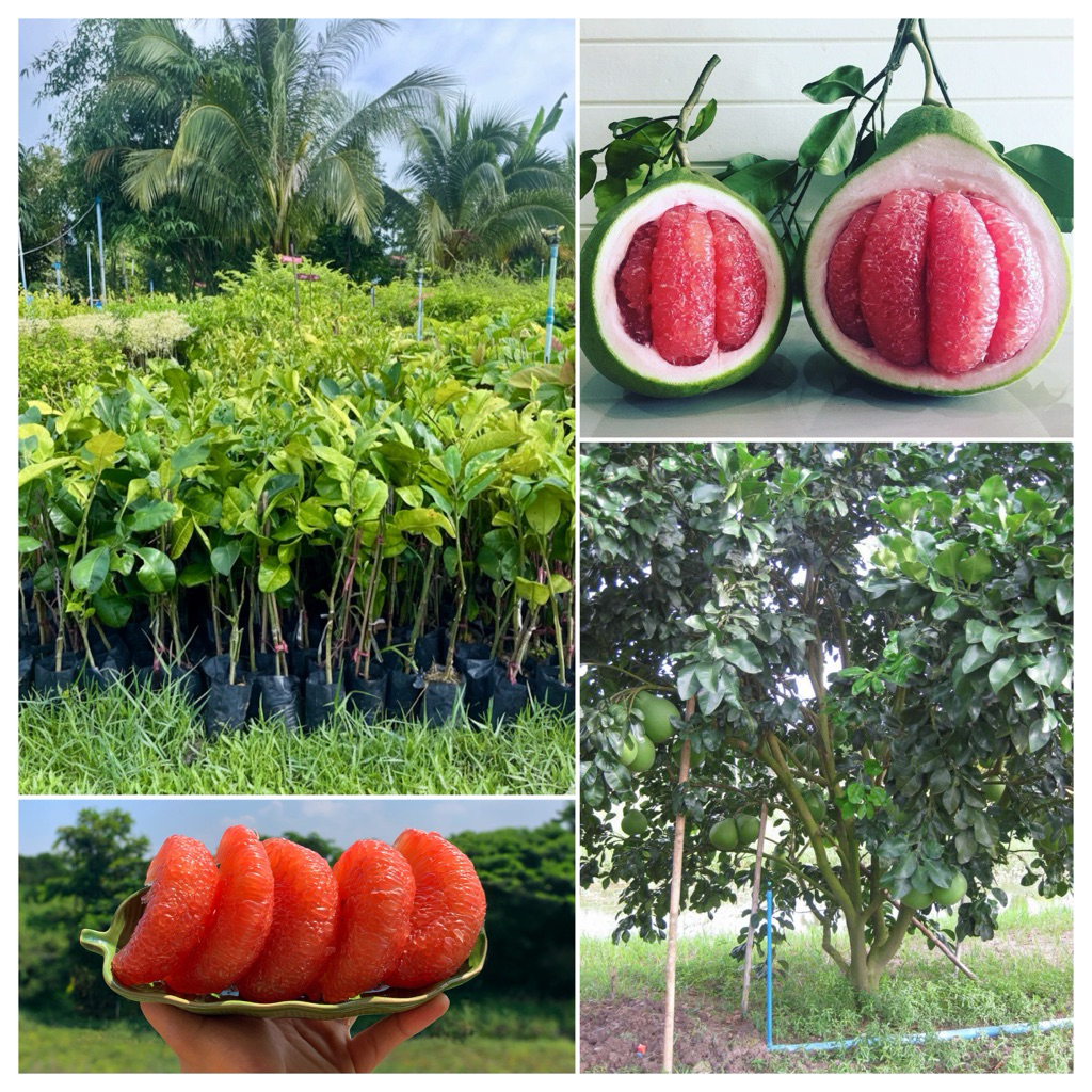 ส้มโอทับทิมสยาม เสียบยอด ขนาด70ซม.(สั่งขั้นต่ำ2ต้น) เนื้อสีแดงสวย รสชาติหวานอร่อยไม่ขม พันธุ์นี้ปลูกง่าย ลูกดกโตไว