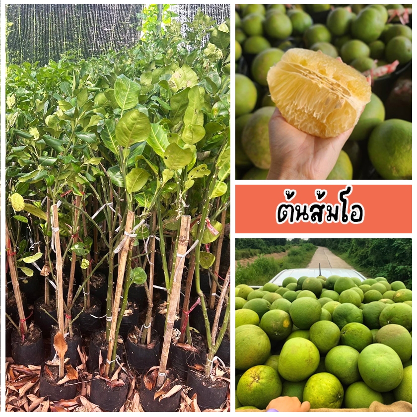 ต้นส้มโอ มีขนาดใหญ่ เปลือกหนา ภายในมีเนื้อสีขาว ชมพู หรือแดง ขึ้นกับพันธุ์ ขนาด 60-90 ซม.