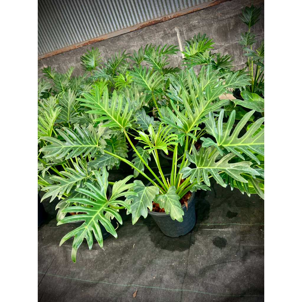 Philodendron Xanadu ต้นฟิโลเดนดรอนซานาดู ซานาดูจักรพรรดิ์ ไม้ฟอกอากาศ ไม้ประดับพุ่มใหญ่ ใบแฉกคล้ายฟันเลื่อย