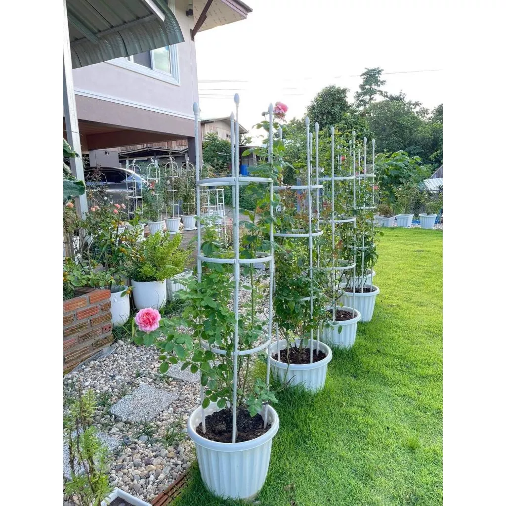 🌹 ซุ้มไม้เลื้อย กุหลาบ 4 ขนาด 🌿 โครงเหล็กดัด เคลือบ PE กันสนิม ใช้ในกระถางได้ ซุ้มปลูกไม้เลื้อย ระแนงตกแต่งสวน