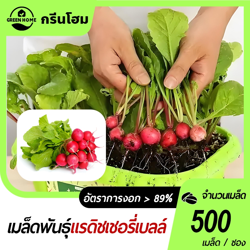 แรดิชเชอร์รี่​📌เมล็ดพันธุ์แรดิช 500เมล็ด☘️ปลูกง่าย☘️ขึ้นไว☘️ใส่ผักสลัดอร่อย