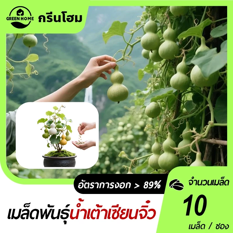 น้ำเต้าเซียนจิ๋ว🎯เมล็ดพันธุ์น้ำเต้าเซียนจิ๋ว 10เมล็ด🍀ปลูกง่าย🎈ผลดก☘️ทานได้👍ประดับตกแต่งเรียกโชคดีได้