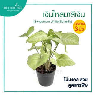 เงินไหลเงิน กระถาง 3 นิ้ว ต้นไม้มงคล ต้นไม้ฟอกอากาศ