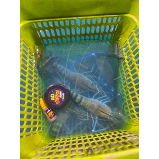 หัวเชื้อตกกุ้ง ผงผีพราย สูตรแรง เร่งอาการ ดึงกุ้งเข้าไว ใช้ง่าย เห็นผลจริง | NAKHO65