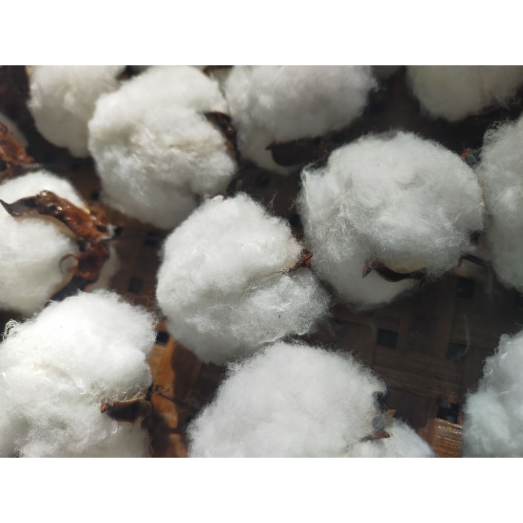 ดอกฝ้ายราคาส่งยกโหล ตัวดอกจริง(12ดอกไม่มีก้าน)สีธรรมชาติพร้อมส่งเหมาะสำหรับ นำไปทำงานDiyดอกไม้ประดิษฐ์ - รูปที่ 3