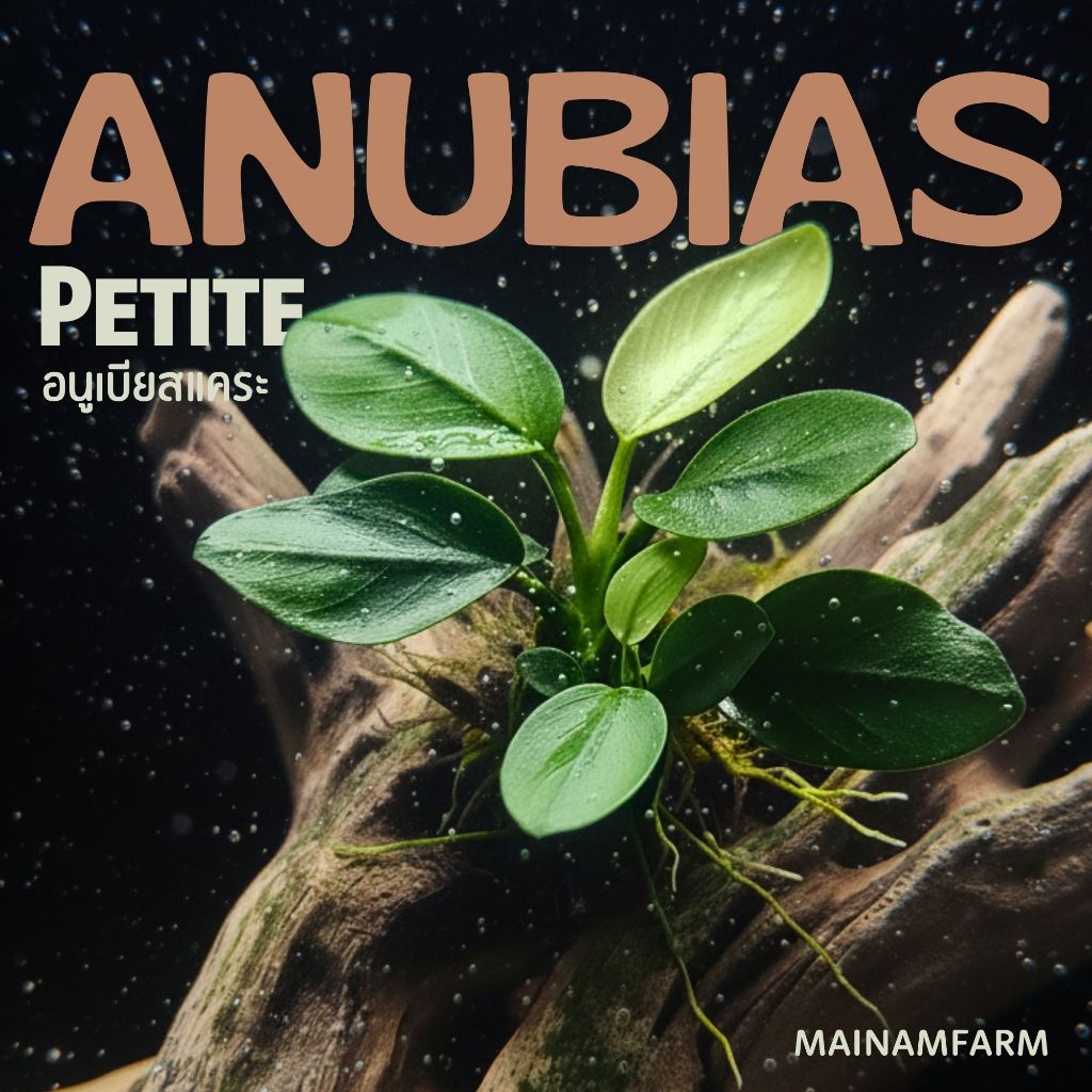 อนูเบียสนานา แคระ (พริตตี้) - ANUBIAS NANA PETITE ต้นไม้น้ำ